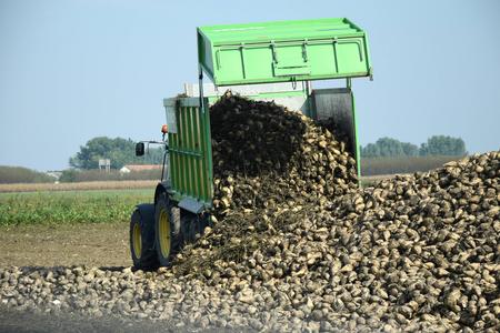 Slovak beet growers and two sugar refineries produced almost 160,000 tonnes of sugar in 2019.   