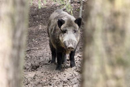 First boar diagnosed with African swine fever in Slovakia