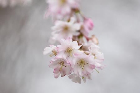 Rozkvitnutá čerešňa pílkatá nazývaná aj sakura.