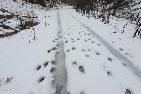 Traces of the seven-member wolf pack.