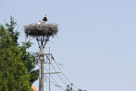 White storks nest on a utility pole in the village of Jablonica in the Trnava Region.