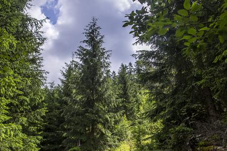 Ministers of agriculture and environment signed an Easter agreement on forests
