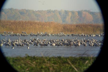 Devínske jazero and Východoslovenská nížina are some of the most popular spots for birdwatching. 