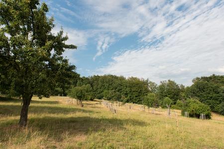 The Sad u Harušťákov orchard with newly planted trees.