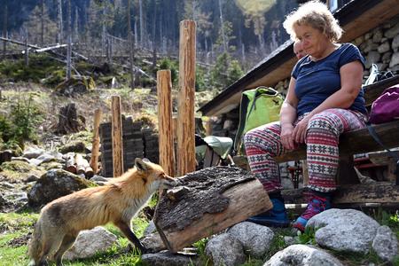 Fearless fox is an inseperable part of Rainer’s chalet