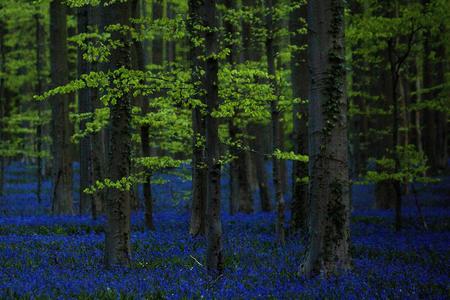 Fossil fuels damage forest biodiversity in Europe