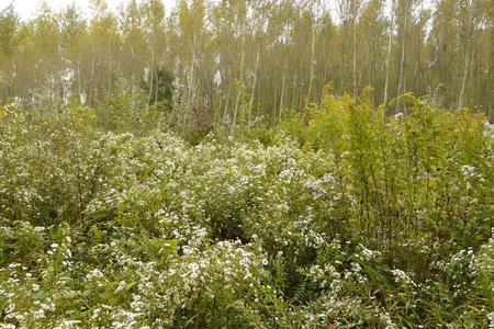 Giant goldenrod and New York aster invading alluvial forest.