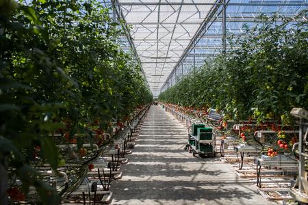 The mining company is already active in other fields and even grows tomatoes.