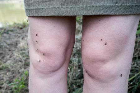 Bratislava combats mosquitoes