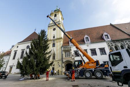 The 2019 Bratislava Christmas tree will light up the capital's Main Square in late November