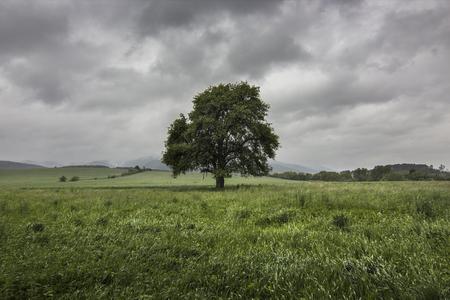 The oldest witnesses of history: Vote for Slovakia's prettiest tree