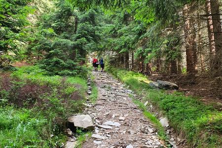 A steep ascent through the forest.