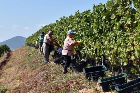 Michelin-starred restaurants buy Slovak wines while inspectors in Slovakia remove some of them from the shelves of stores