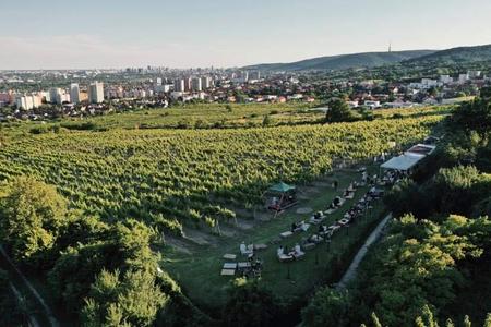 Withering on the vine – Slovakia’s disappearing vineyards deepen gloom for wine producers
