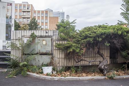 Bratislava needs more trees