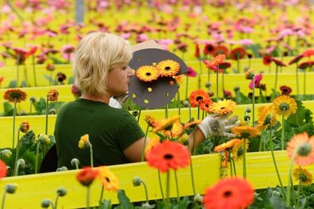 Termálne vody v Podhájskej v okrese Nové Zámky vykurujú skleníky najväčšieho pestovateľa gerber na území bývalého Československa. Spoločnosť Slovkvet vyprodukuje za rok 4 milióny gerber. V skleníku s rozlohou 1,6 hektára je posadených 66.000 koreňov rastlín (na snímke). Podhájska, 9. júna 2019. FOTO TASR - Henrich Mišovič