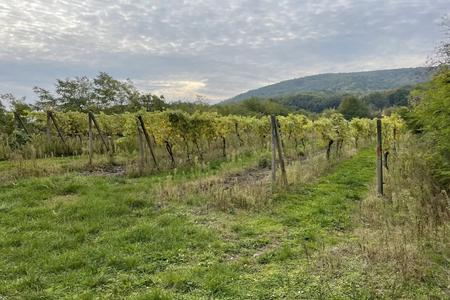 The municipal vineyard in the area of Stredný Šínwegh in Bratislava’s Rača is just looking for its tenant.  