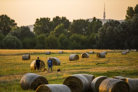 People walk with dogs by haystacks near the island of Kopáč near the Bratislava dam, in the background the TV tower on the Kamzík hill. 