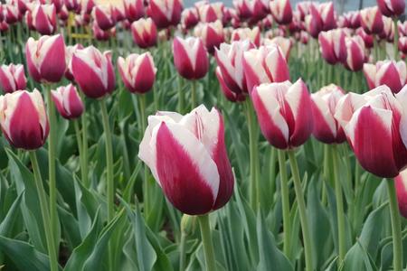 Tulips Slovensko (Slovakia)