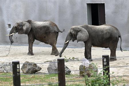 August 12 is World Elephant Day. In the picture, you can see Maja and Gula in the zoo in Bojnice.