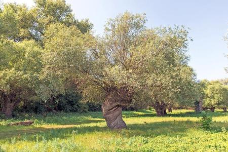 Bumpy, twisted, but always beautiful. A tip for tree-lovers around Bratislava