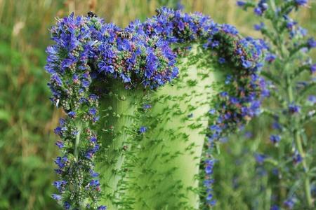 How a healing wildflower has mutated into a 'magic broom'