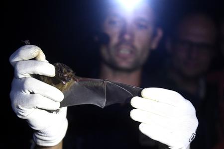 Loved by many bats, this rare species has also found shelter in Muránska Planina