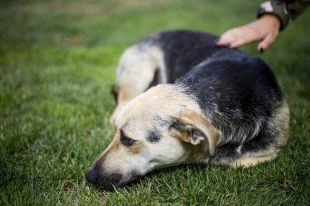 New cure for potentially deadly canine disease comes from Slovakia