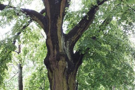 Wise trees tell their stories
