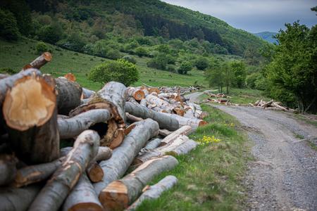 Organized crime stealing wood in Kysuce, goes mostly to Poland