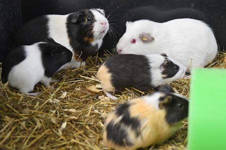 Sputnik V tests on guinea pigs and mice successful