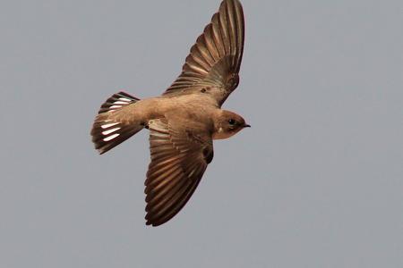 The crag martin has been recently spotted in Slovakia.