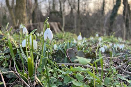 With higher temperatures, the snowdrops bloom.