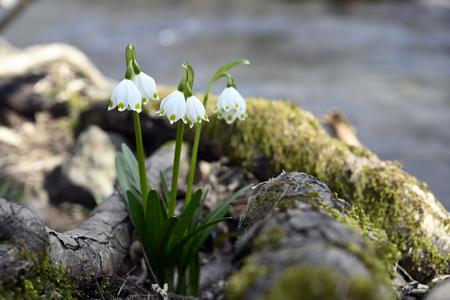 Spring snowflake in bloom in the Jovsianska Hrabina nature reserve (in the Michalovce district in eastern Slovakia. It is the largest locality with this protected flowers in the country.