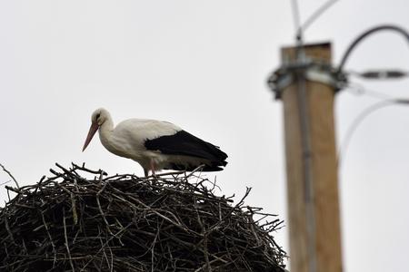 The first white stork nested in the village of Zemplínske Hradište in eastern Slovakia. There are about 20 nests in the village.