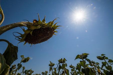 The meteorological office has issued heat warnings for the upcoming days.
