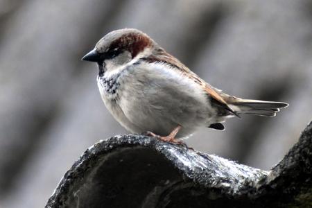 Sparrows chirp of a healthy environment