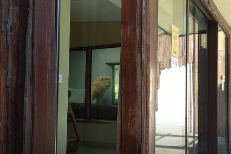 Samba the lion is a new inhabitant of the Bratislava zoo.