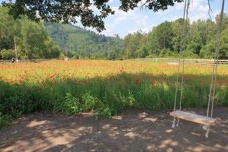 Magical meadow in Kysuce region