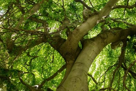 Bratislava’s Old Town introduces most beautiful trees via game