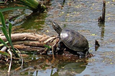 The European pond turtle lives in the Tajba National Nature Reserve in the village of Streda nad Bodrogom, Košice Region, eastern Slovakia.