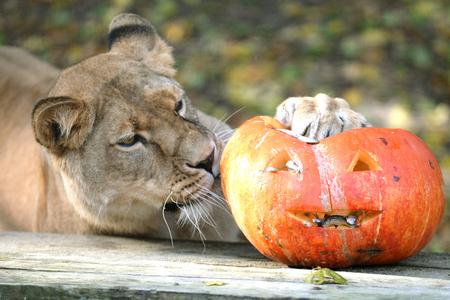 A lioness in the Košice Zoo plays with a Halloween pumpkin.