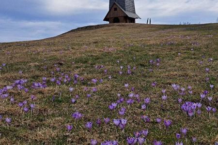 The meadows in the Zbojská saddle in the Brezno district are strewn with saffron.