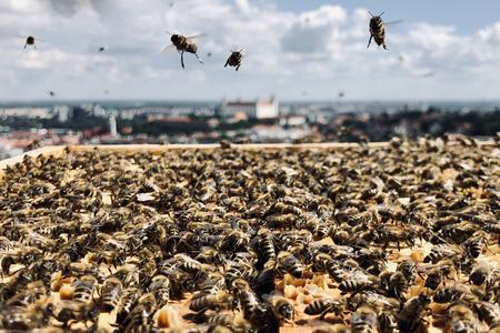 Slovakia: Where the bees buzz and the honey flows