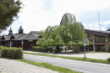 A 70-year-old common beech in Starý Smokovec  has become Slovakia's most beautiful tree of 2021.    
