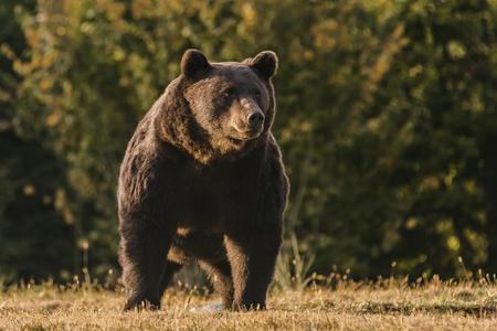 Bear kills man in northern Slovakia. First fatal bear attack in country's modern history