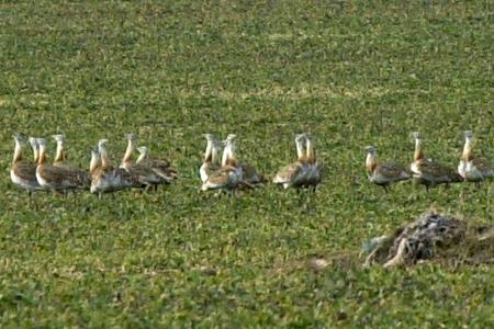 Slovakia's most endangered bird species appears again after 12 years