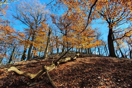The primeval forest on the Zámok hill.