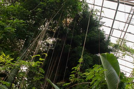 An adventure in the city rainforest