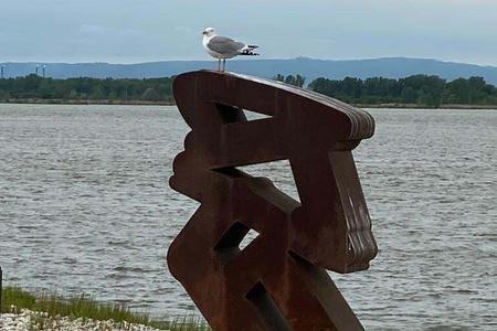 Seagulls often visit the Danubiana Meulensteen Art Museum located on an peninsula in the middle of the Danube.